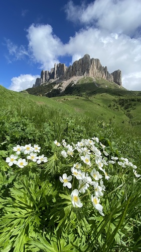 Anemone narcissiflora (Narcissus Anemone) — photo