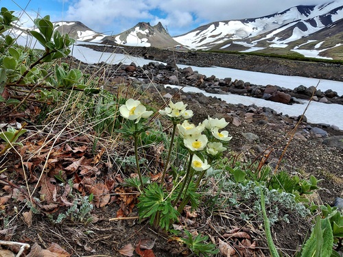 Anemone narcissiflora