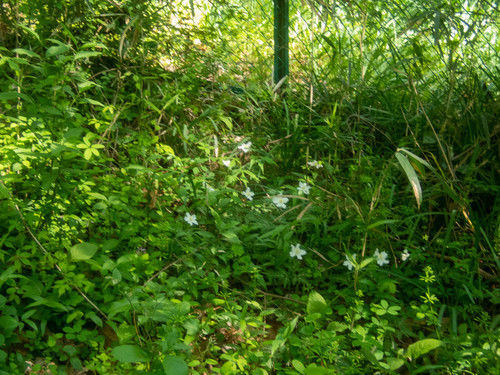 Anemone nikoensis — photo