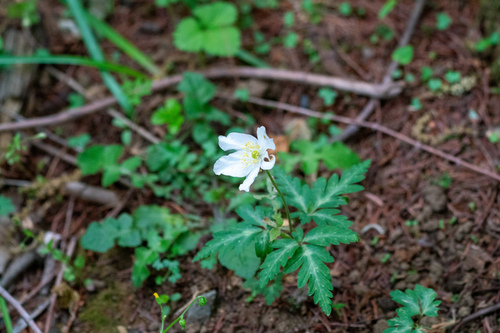 Anemone nikoensis — photo