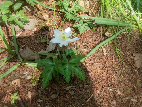 Anemone nikoensis