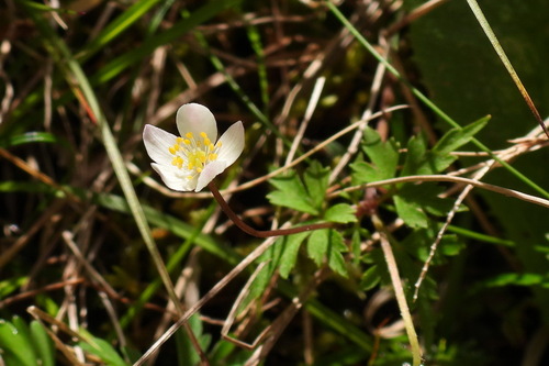 Anemone stolonifera — photo
