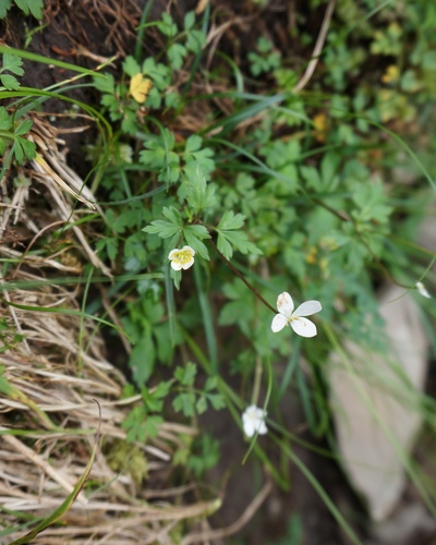 Anemone stolonifera