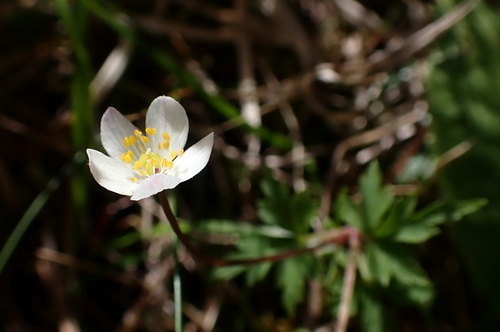 Anemone stolonifera — photo
