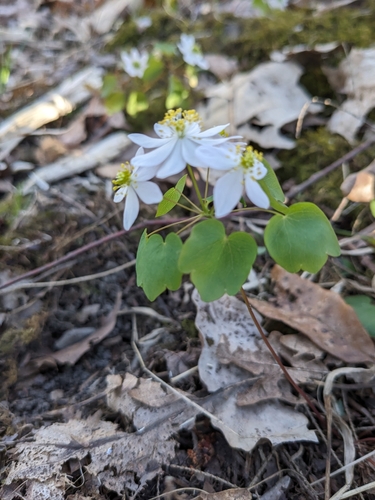 Anemonella thalictroides (Rue-anemone) — photo