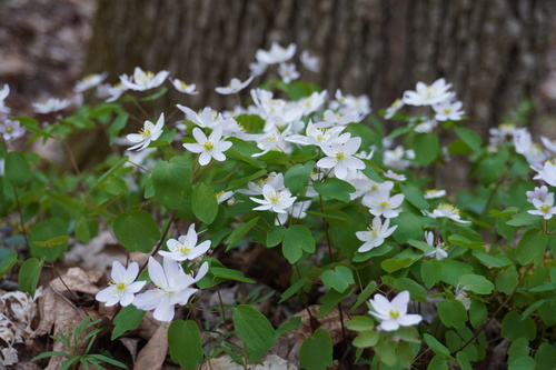 Anemonella thalictroides (Rue-anemone) — photo