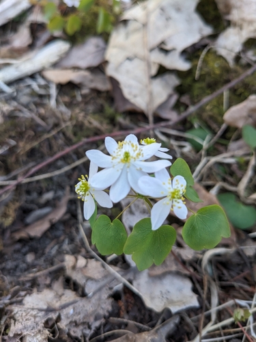 Anemonella thalictroides