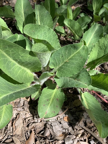 Anemopsis californica (Yerba mansa) — photo
