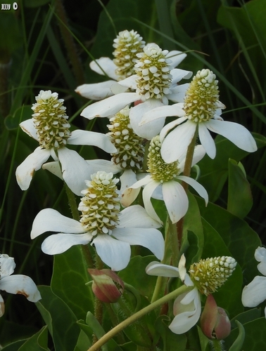 Anemopsis californica (Yerba mansa) — photo
