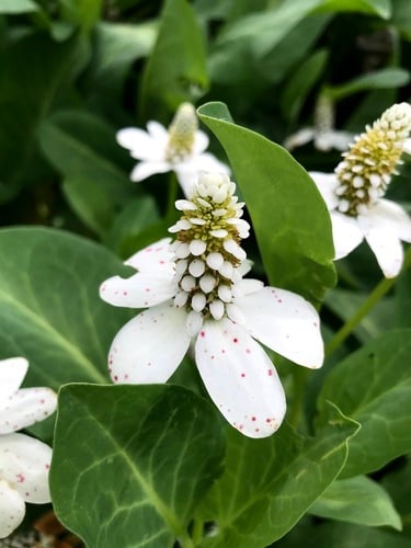 Saururaceae