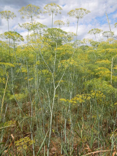 Anethum graveolens (Dill) — photo