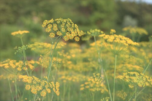 Anethum graveolens (Dill) — photo