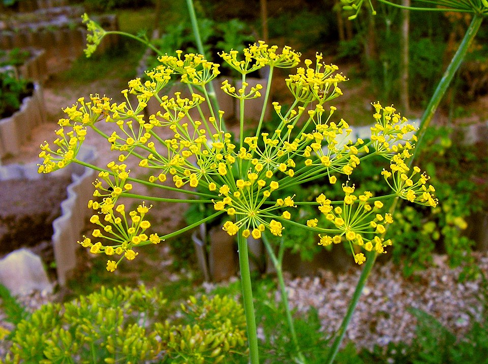 Anethum sowa (Indian Dill) — photo