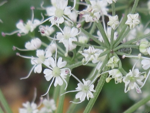 Angelica acutiloba (Dong dang gui) — photo