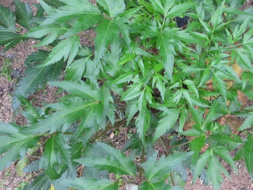Angelica acutiloba (Dong dang gui) — photo