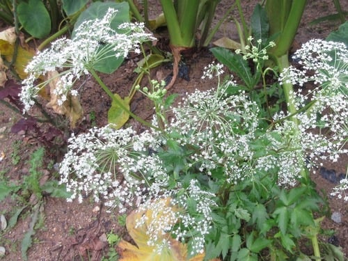 Angelica acutiloba