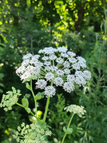 Angelica amurensis (Hwi shui dang gui) — photo