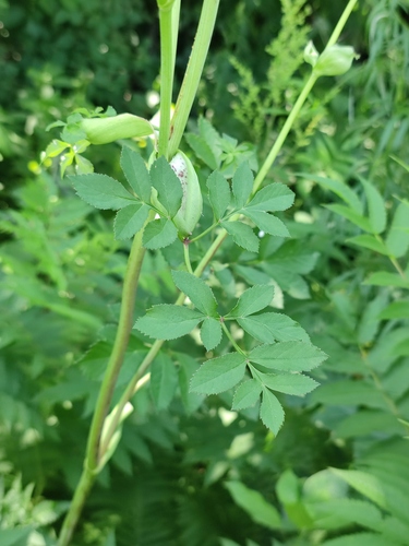 Angelica amurensis (Hwi shui dang gui) — photo
