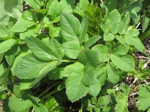 Angelica amurensis