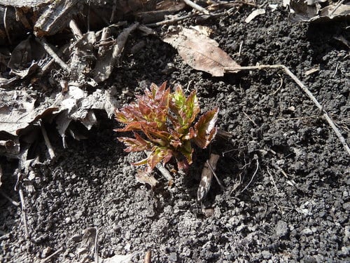 Angelica archangelica — photo 2