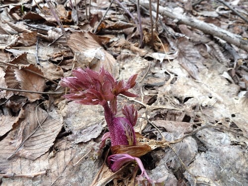 Angelica archangelica — photo 3