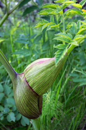 Angelica
