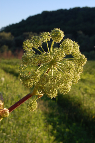 Angelica atropurpurea (Purplestem angelica) — photo