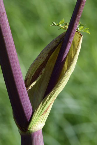 Angelica atropurpurea (Purplestem angelica) — photo