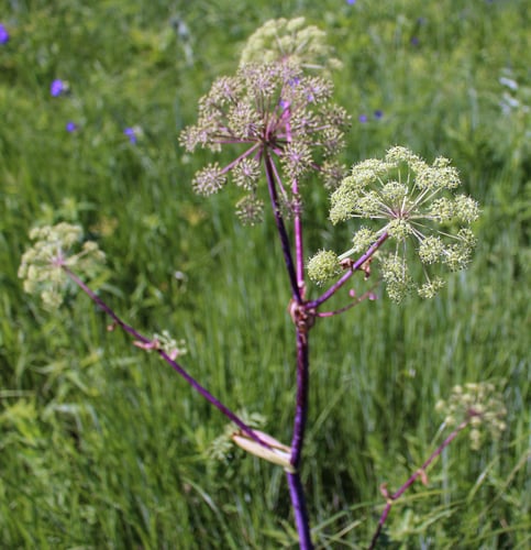 Angelica atropurpurea