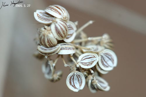 Angelica cartilaginomarginata — photo
