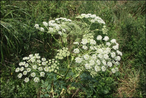 Angelica dahurica