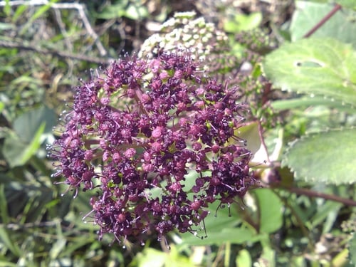 Angelica decursiva