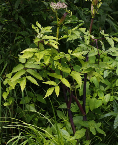 Angelica genuflexa (Kneeling angelica) — photo