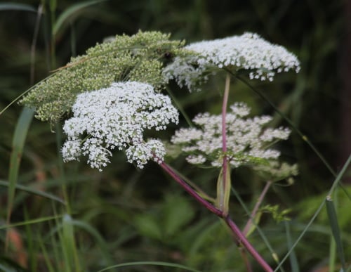 Angelica genuflexa