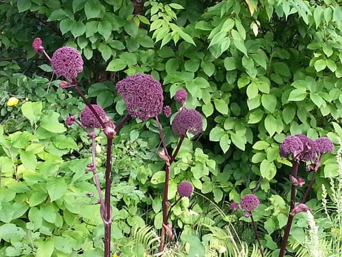 Angelica gigas (Korean Angelica) — photo