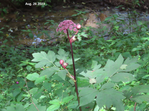 Angelica gigas (Korean Angelica) — photo