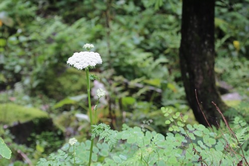 Angelica glauca (Smooth angelica) — photo