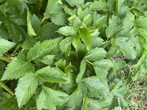 Angelica gmelinii (Seacoast angelica) — photo