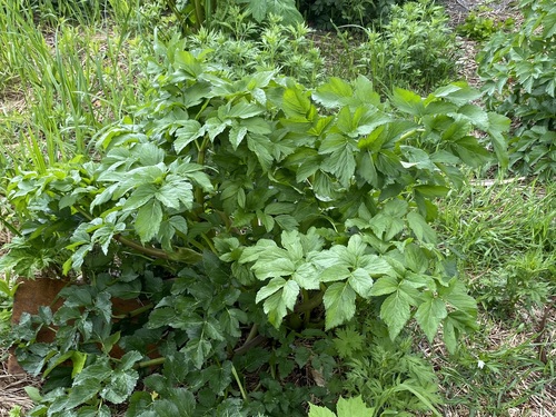 Angelica gmelinii (Seacoast angelica) — photo