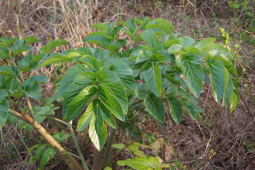 Angelica japonica (Japanese archangel) — photo