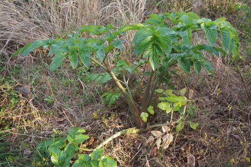 Angelica japonica