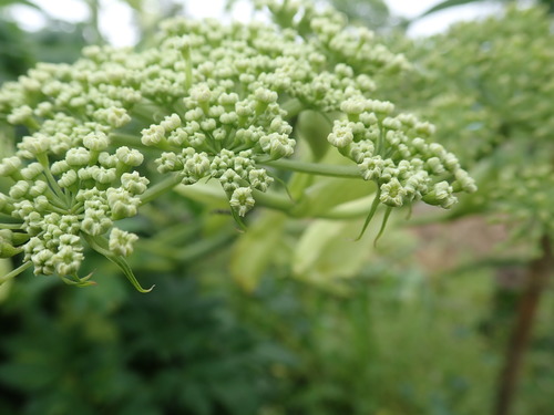 Angelica keiskei (Japanese angelica) — photo