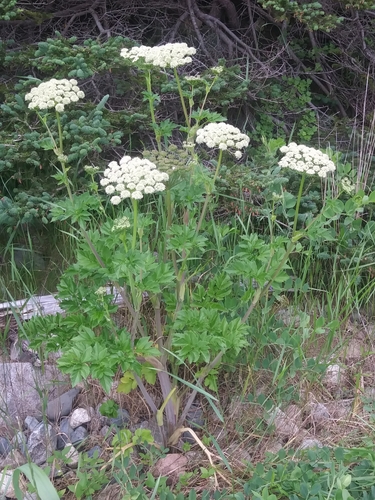 Angelica lucida (Seaside angelica) — photo