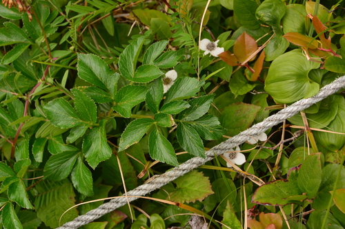 Angelica lucida (Seaside angelica) — photo