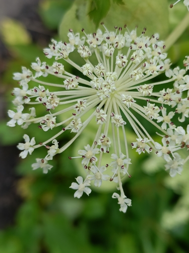 Angelica pubescens (Du Huo) — photo