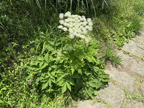 Angelica pubescens (Du Huo) — photo