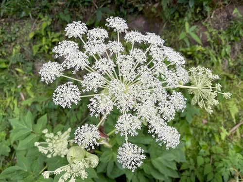 Angelica pubescens