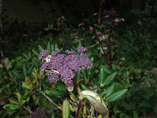Angelica sinensis
