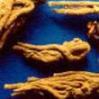 Angelica sinensis (Chinese angelica) — photo