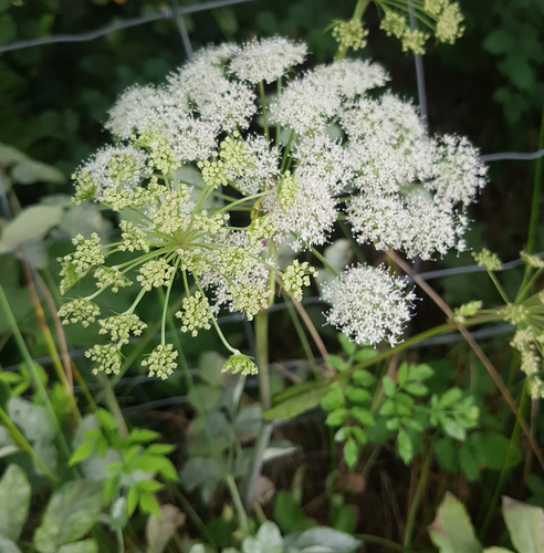 Angelica sylvestris (Tree Angelica) — photo